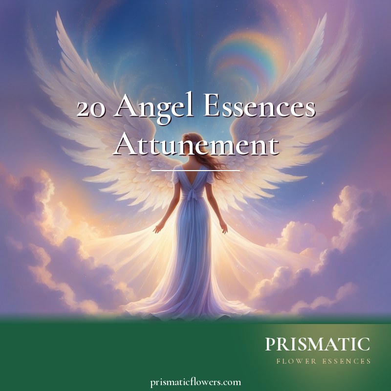20 Angel Essences Attunement distance Reiki attunement, Twenty angelic essence beings, each embodying a single virtue such as abundance, beauty, compassion, forgiveness, grace, by Prismatic Flower Essences