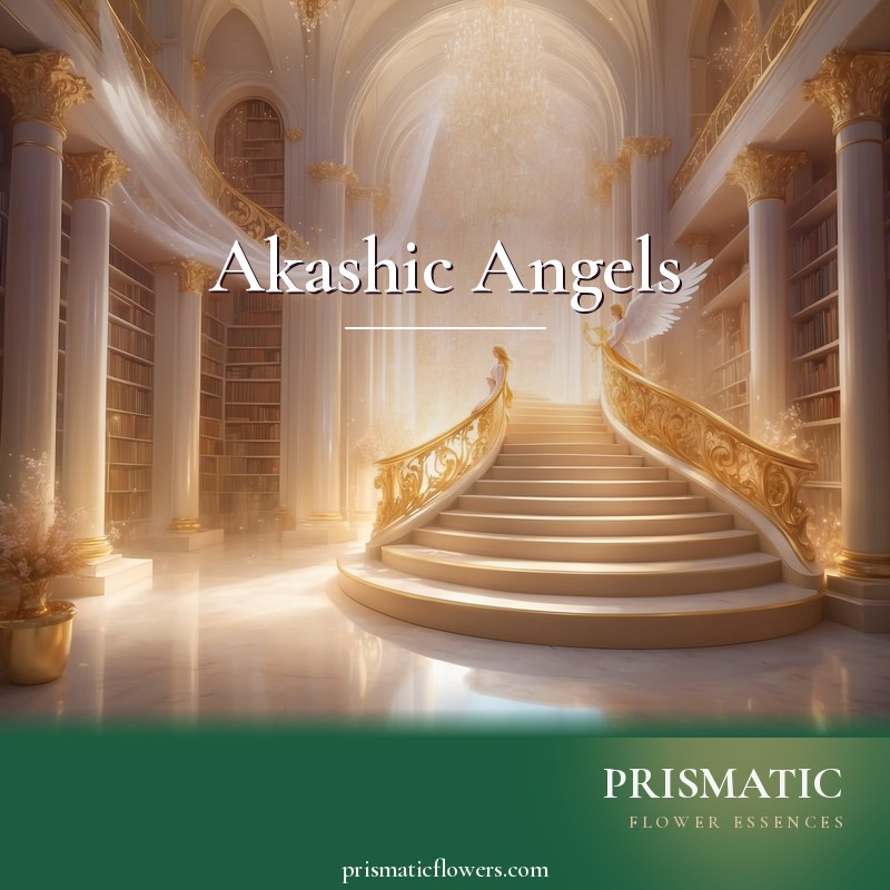 Akashic Angels distance Reiki attunement, The Akashic library and angelic guides (Book of Answers) by Prismatic Flower Essences