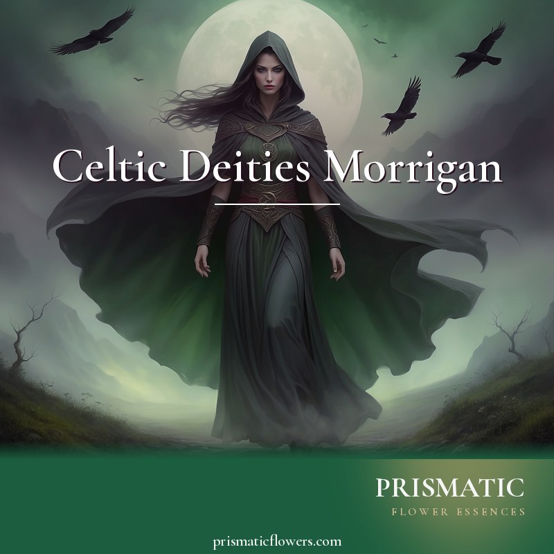 Celtic Deities Morrigan distance Reiki attunement, The Morrigan, Celtic shape-shifting goddess of war, fate, and death, in her raven and hooded-crow form by Prismatic Flower Essences