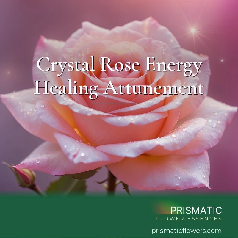 Crystal Rose Energy Healing Attunement - Prismatic Flower Essences