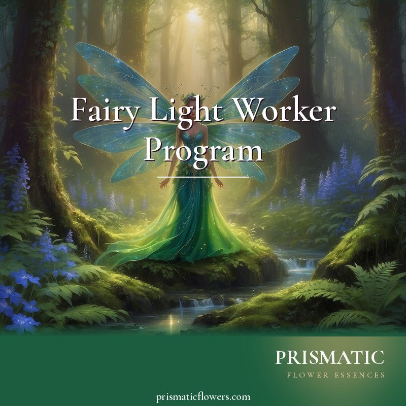 Fairy LightWorker Program distance Reiki attunement, The eleven nature-spirit fairies of the fae Otherworld: the Greenman, Dryad, Woodland Nymph, Gnomes, Sylph, Star Fairy,  by Prismatic Flower Essences