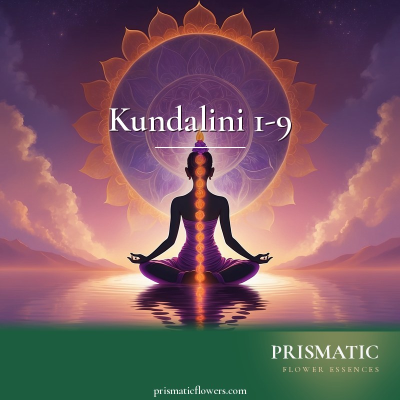Kundalini 1-9 distance Reiki attunement, Kundalini energy as the sacred inner fire ascending the sushumna central channel, awakening every chakra from root to cr by Prismatic Flower Essences