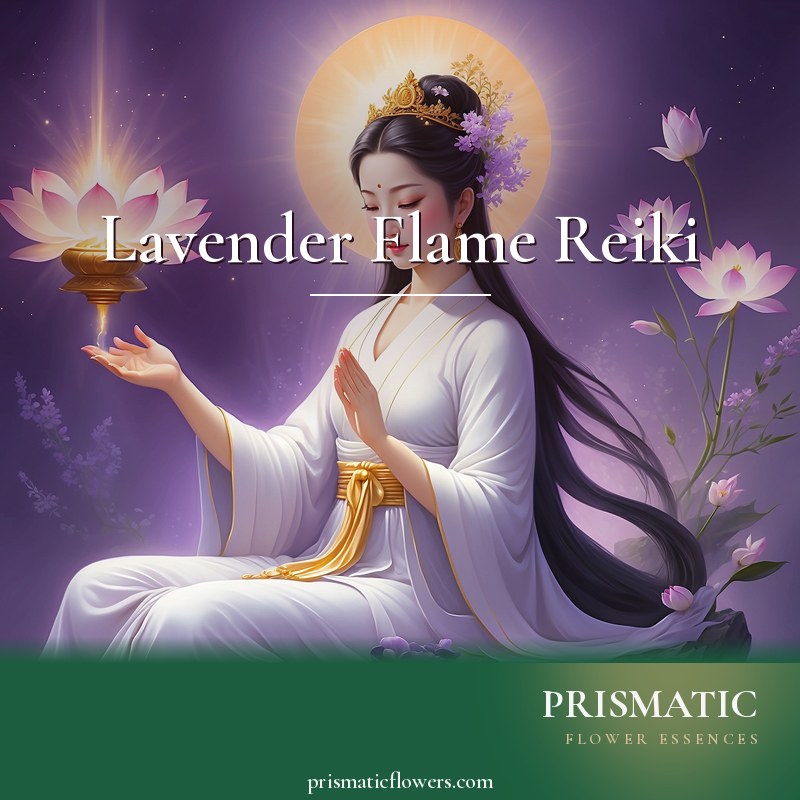 Lavender Flame Reiki distance Reiki attunement, Quan Yin (Kuan Yin), the Chinese Buddhist bodhisattva of compassion and mercy, channeling her soft lavender-violet heali by Prismatic Flower Essences