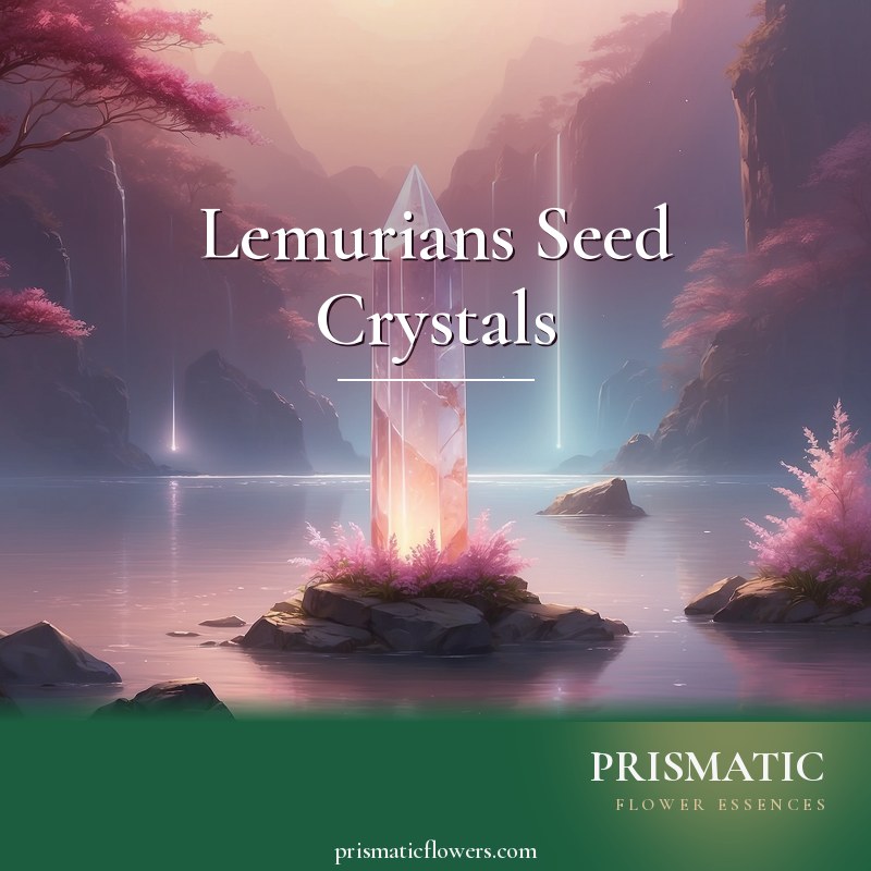 Lemurians Seed Crystals distance Reiki attunement, Lemurian seed crystals -- luminous clear-quartz points with characteristic horizontal ladder striations, the original pr by Prismatic Flower Essences