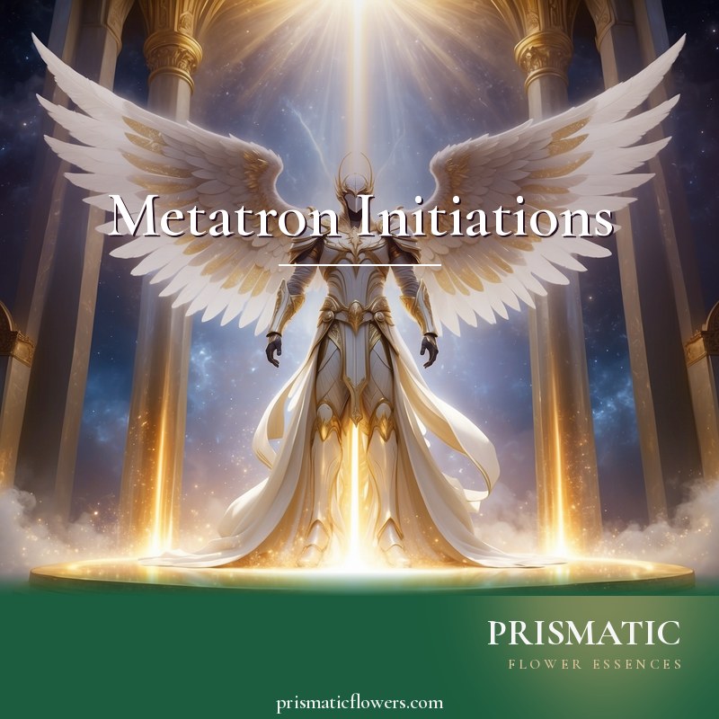 Metatron Initiations distance Reiki attunement, Archangel Metatron, keeper of the light and Archangel of the Platinum Ray, formerly the prophet Enoch by Prismatic Flower Essences
