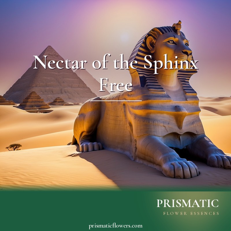 Nectar of the Sphinx Free distance Reiki attunement, the Great Sphinx of Giza, the recumbent lion-bodied guardian with a pharaoh's head, channeling a plum-colored nectar fro by Prismatic Flower Essences