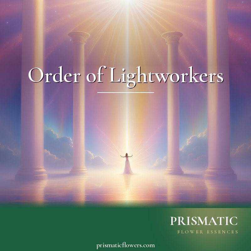 Order of Lightworkers distance Reiki attunement, The Order of Lightworkers and its Trinity of Light, radiant divine light channeled by the lightworker by Prismatic Flower Essences