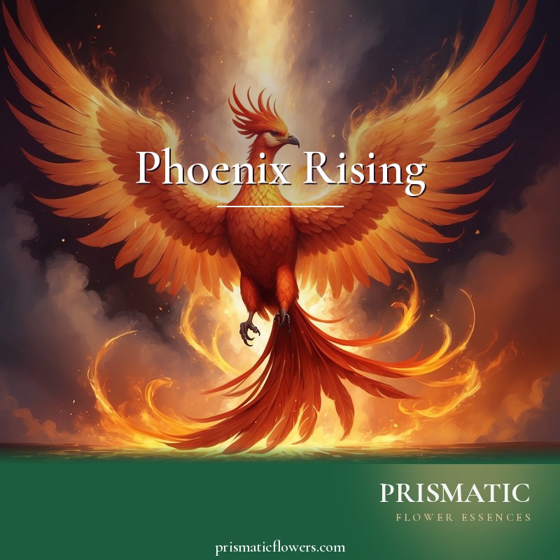 Phoenix-Rising distance Reiki attunement, The Phoenix, mythical fire-bird of rebirth and the sun by Prismatic Flower Essences