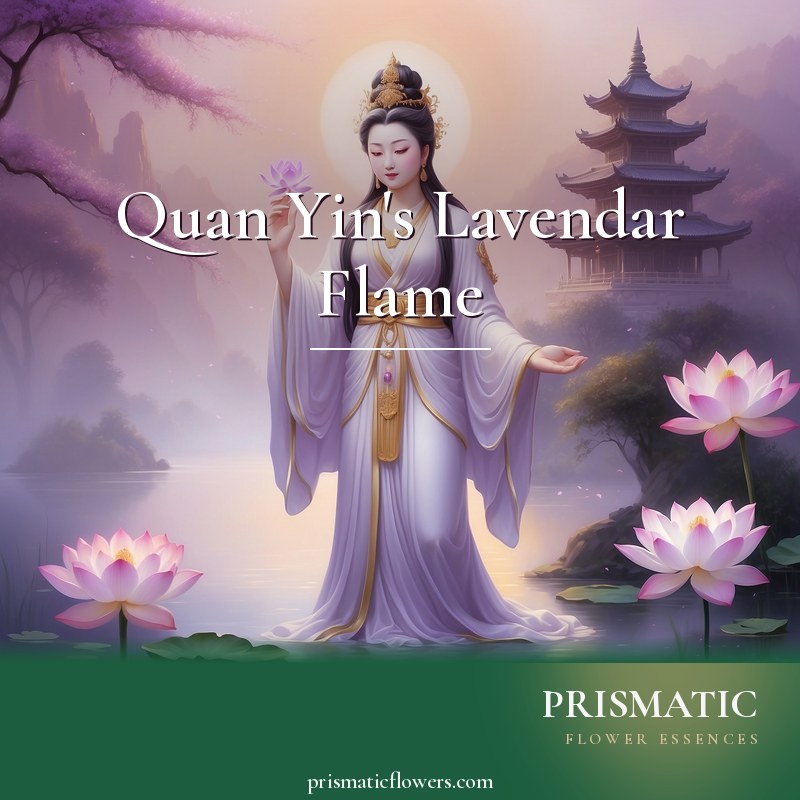 Quan Yin's Lavendar Flame distance Reiki attunement, Quan Yin (Guanyin), Bodhisattva of Compassion, and her Lavender Flame of deep compassion by Prismatic Flower Essences