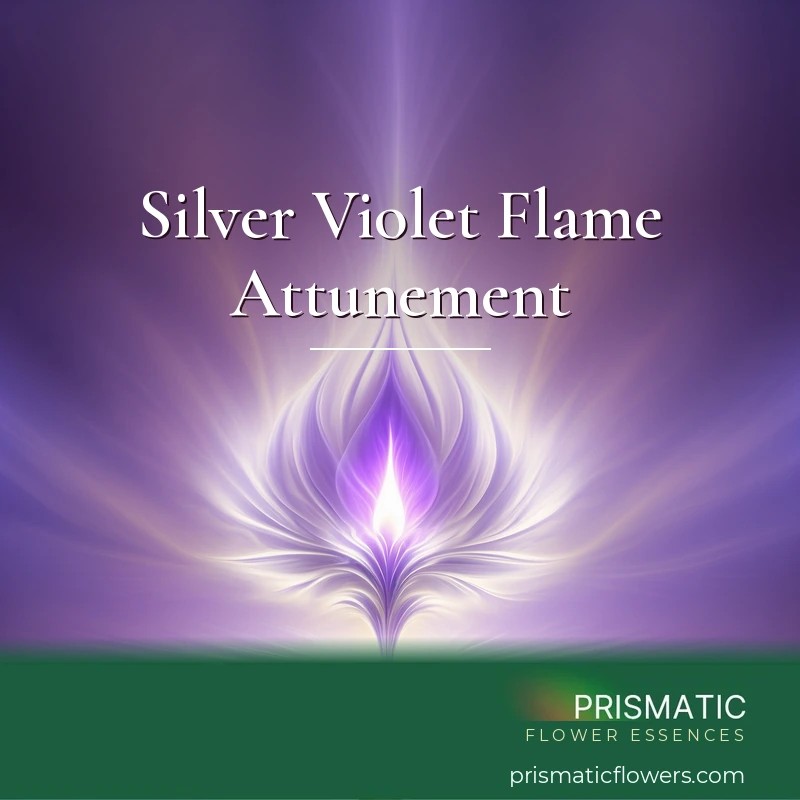 Silver Violet Flame Attunement - Prismatic Flower Essences